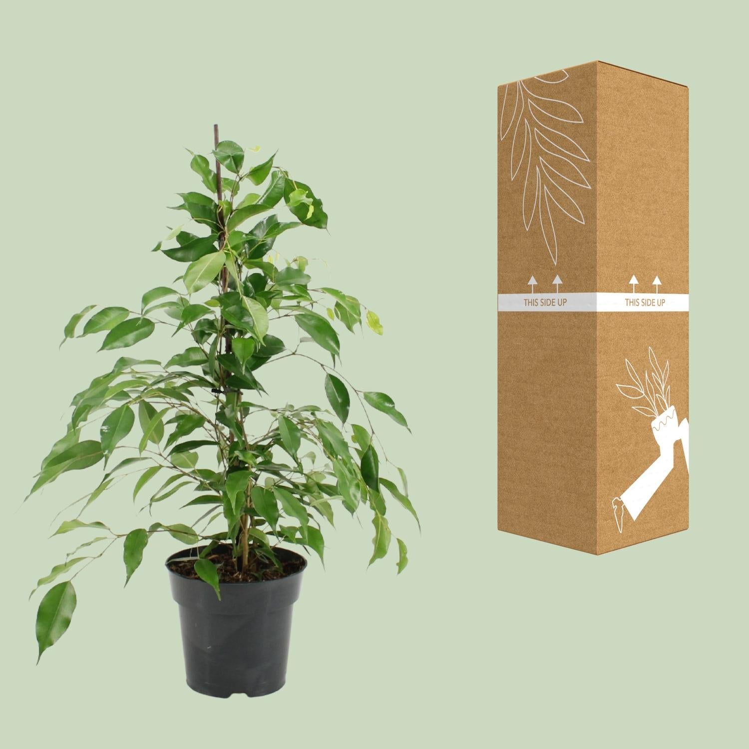 Ficus Benjamina Danita - Ø17cm - ↕70cm