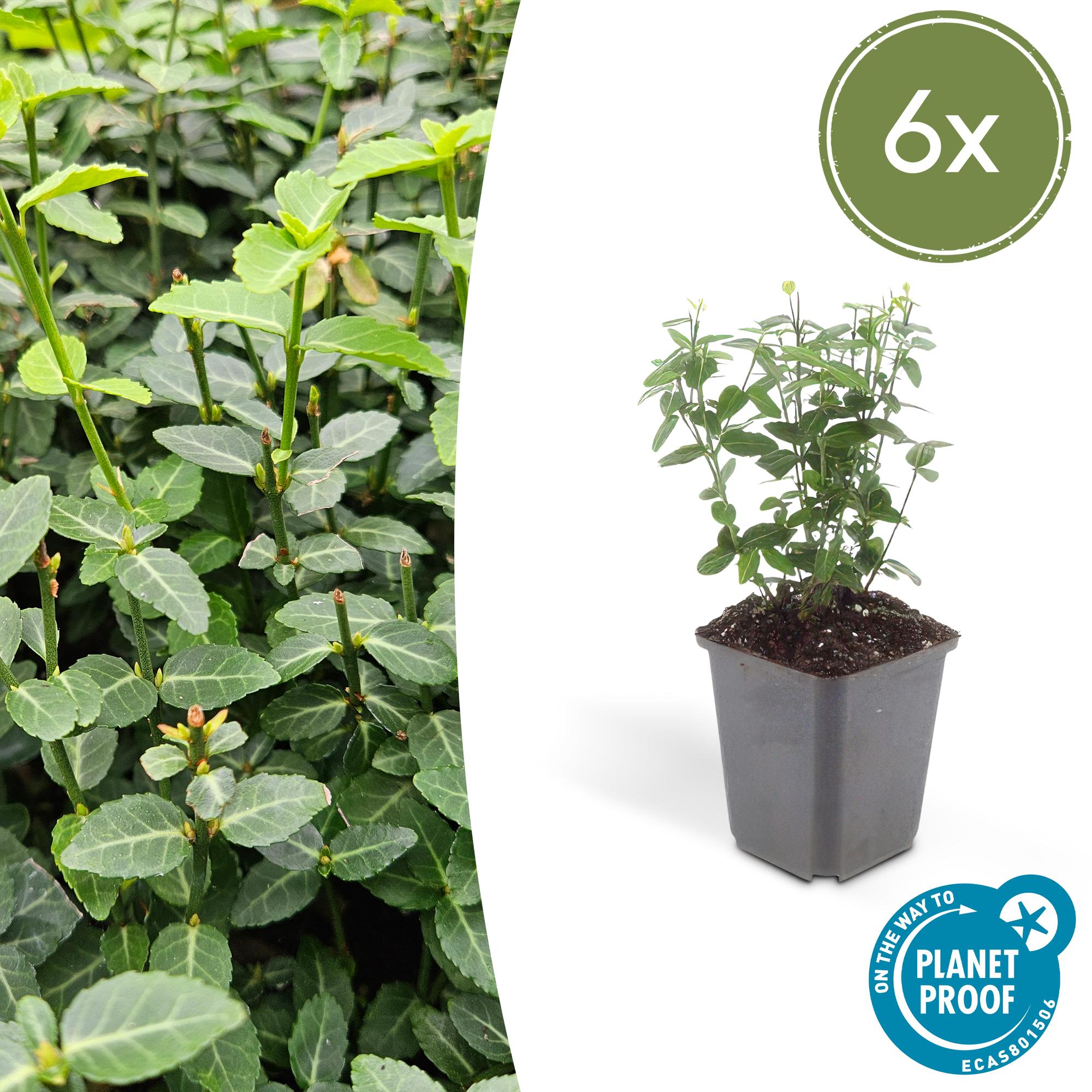 6x Euonymus fortunei radicans - ↕10-25cm - Ø9cm