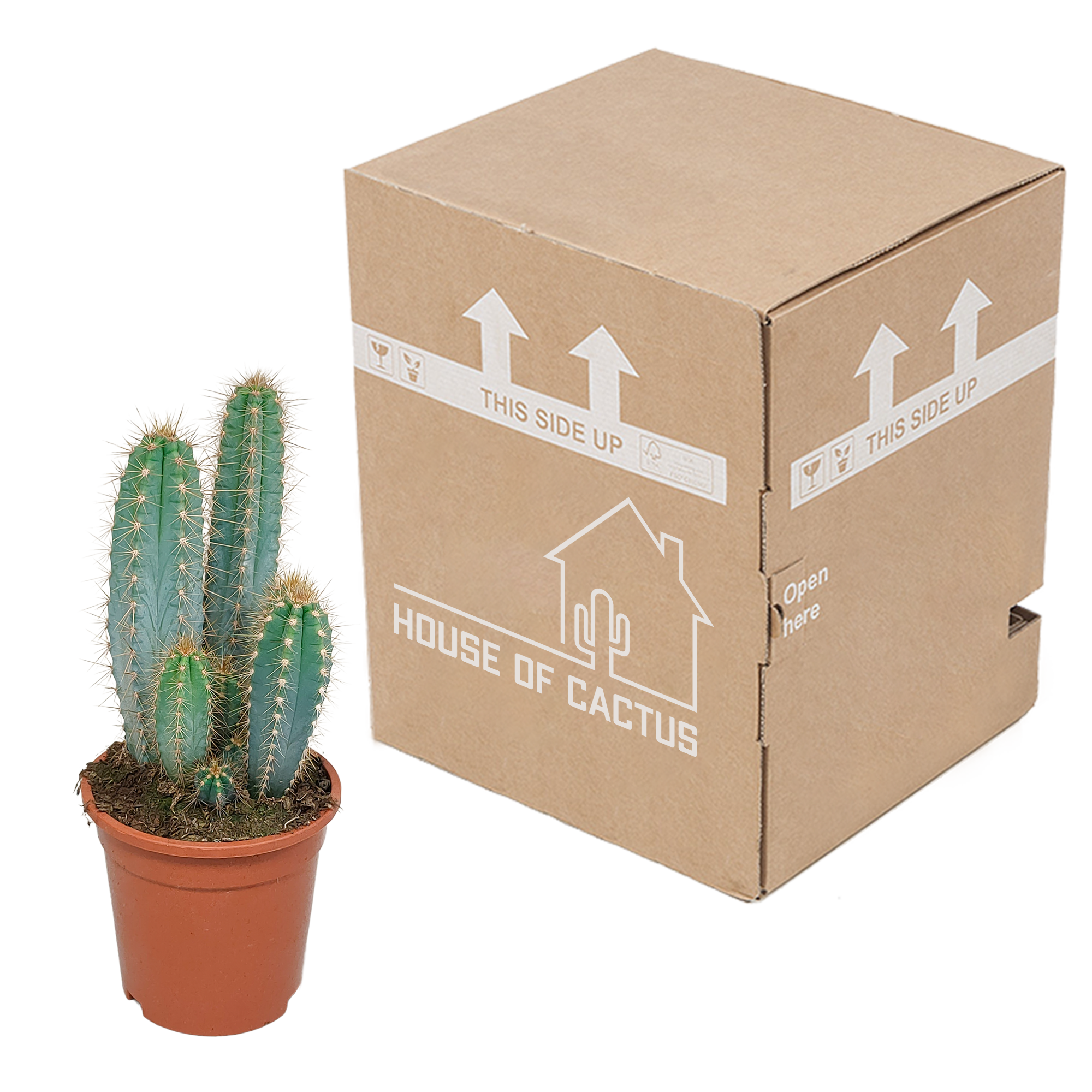 Pilosocereus azureus - - - 17cm