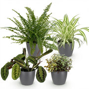 Plantenbox - Chlorophytum - Maranta - Calissia - Nephrolepsis - Mix van 4 - Huisdiervriendelijke Planten - Groen - 4 Planten - met Potter Grijs - Pot 12cm - Hoogte 25cm