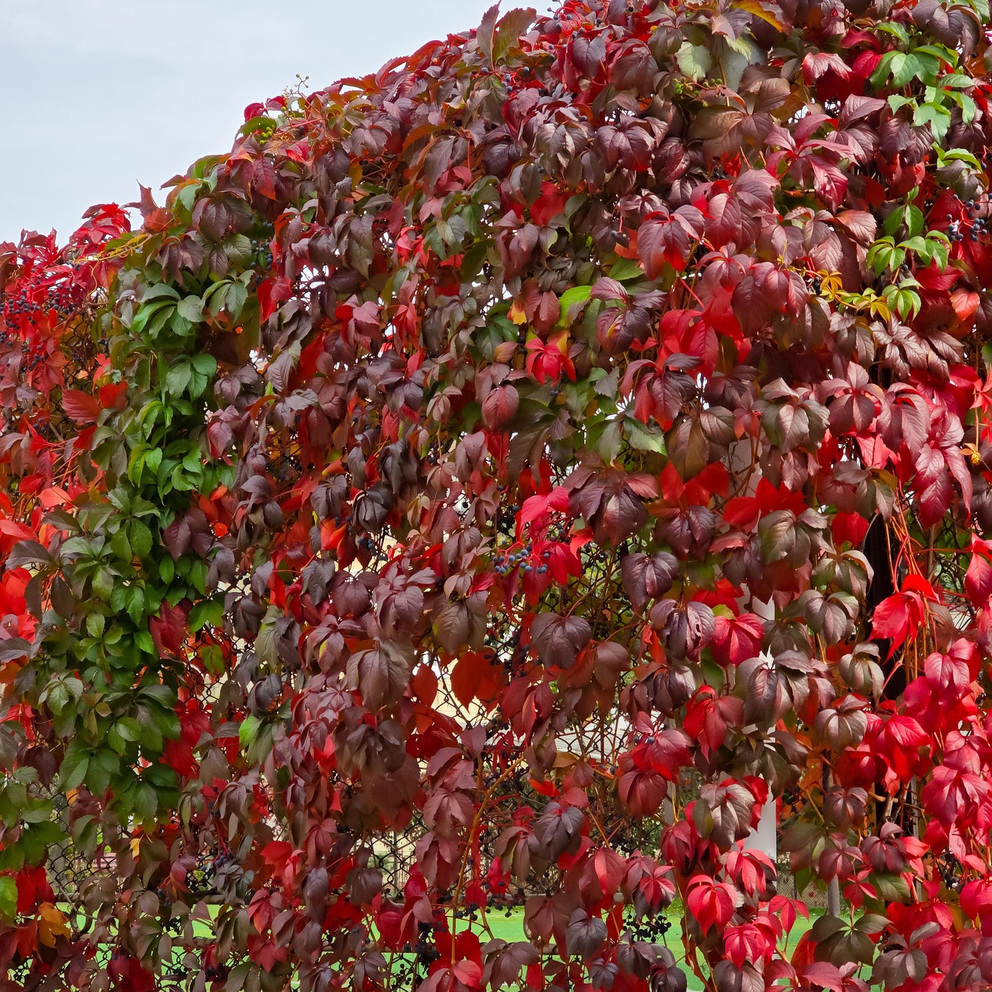 Green boutiQ – Wilde Weinrebe – Parthenocissus engelmannii – Blattgrün, später rot – Pflegeleicht – 2 Pflanzen – Topf: 11 cm, Höhe: 40 cm