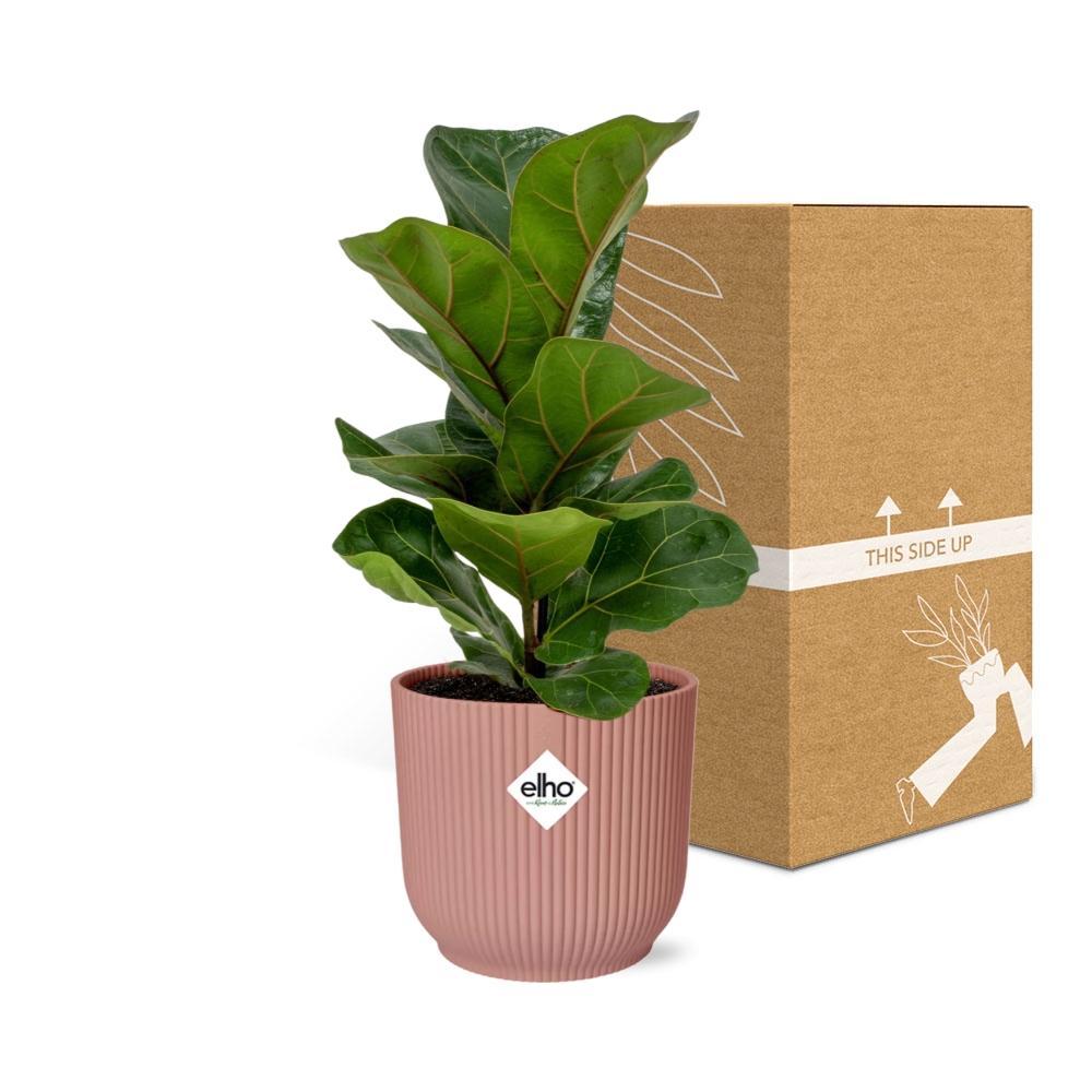 Ficus lyrata 'Bambino' en pot ELHO Vibes Fold 14 cm rose