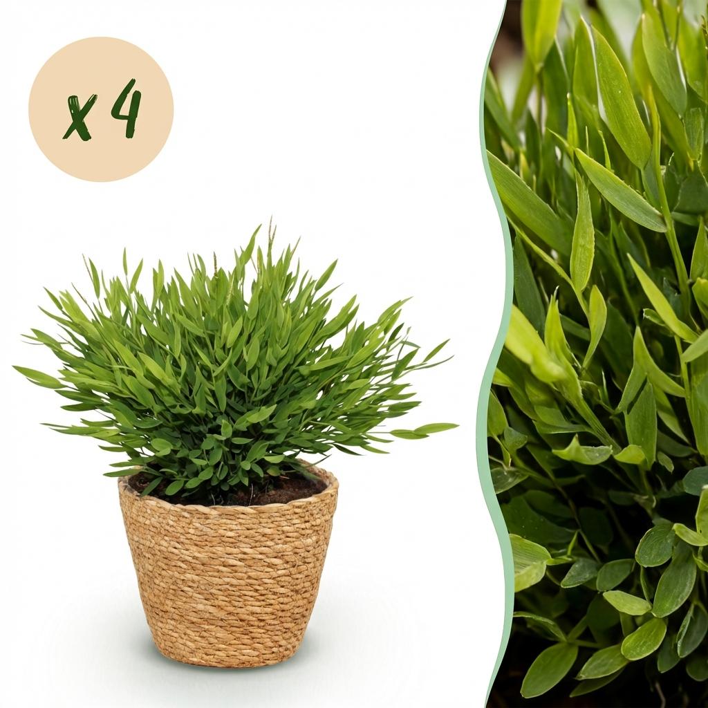 Bamusa Pogonatherum Monica - Kamerbamboe - Huisdiervriendelijke Plant - Groen - 4 Planten - met Mand - Pot 12cm - Hoogte 20cm