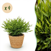Bamusa Pogonatherum Monica - Kamerbamboe - Huisdiervriendelijke Plant - Groen - 4 Planten - met Mand - Pot 12cm - Hoogte 20cm