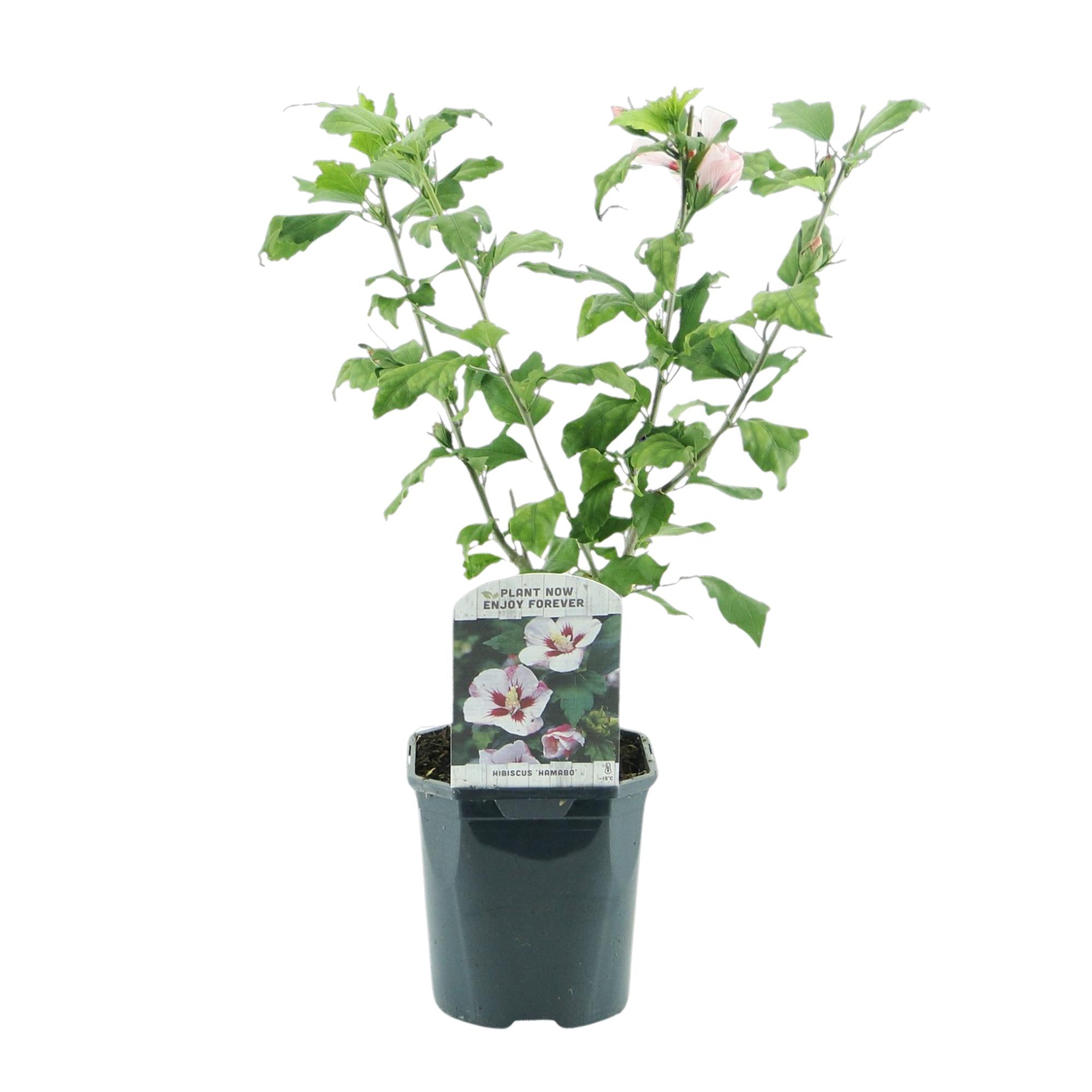 Green boutiQ – Sträucher – Hibiscus syriacus 'Hamabo' – Blüte: Hellrosa – 1 Pflanze – Laubabwerfend – Pflegeleicht – Topf: 17 cm, Höhe: 45 cm
