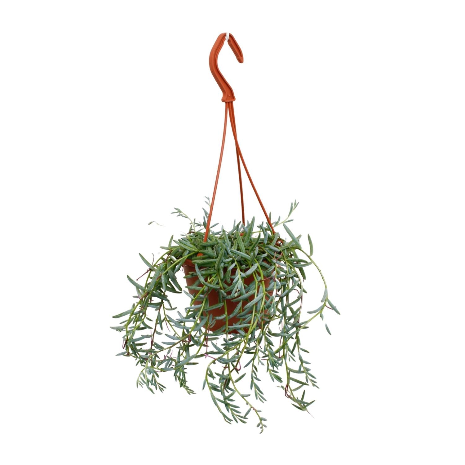 Senecio Hallianus - Ø12cm - ↕25cm