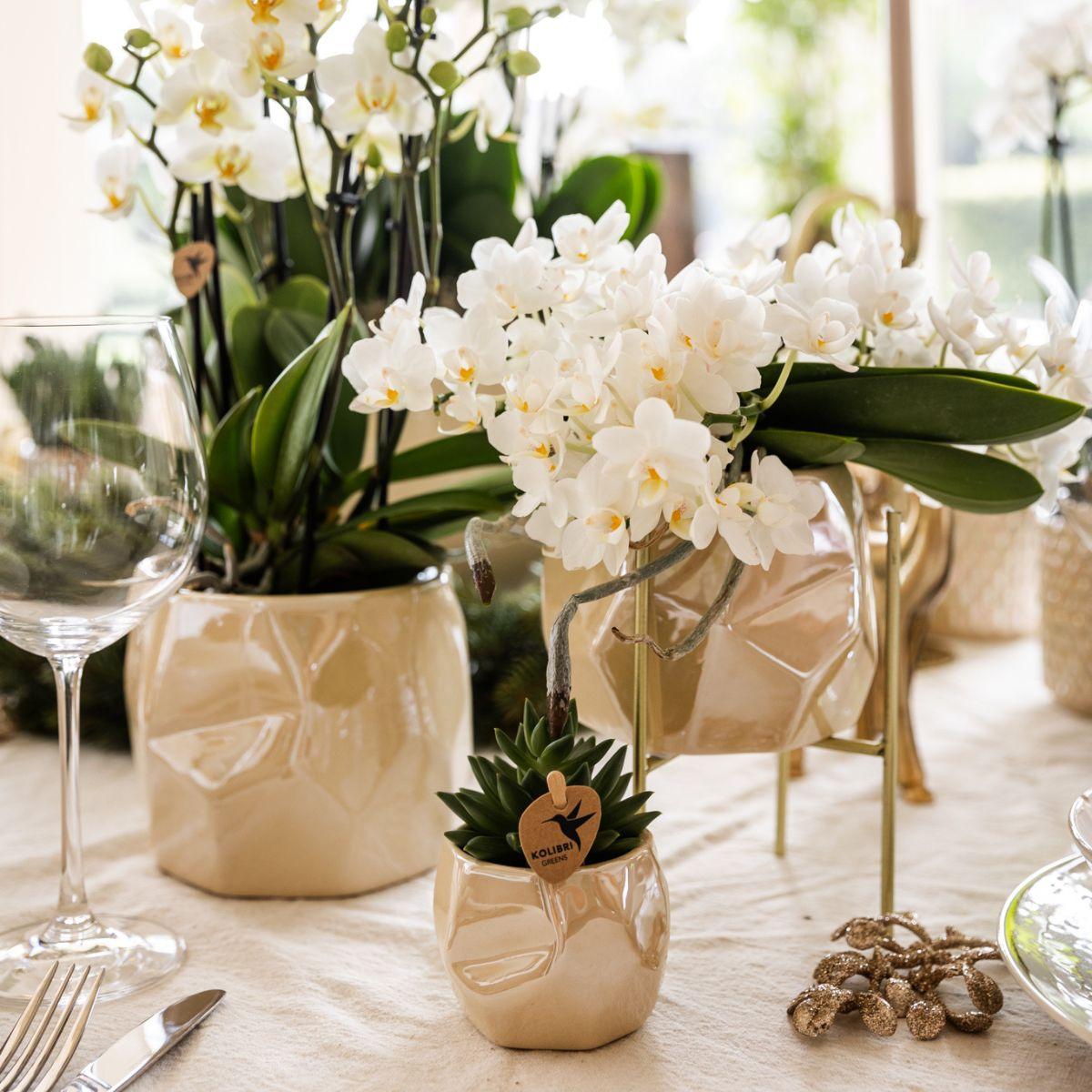 Kolibri Orchids | Orchidea bianca 'Nazaré' + vaso decorativo Pearl Travertino - dimensioni del vaso Ø9cm | pianta da appartamento fiorita - fresca dal coltivatore