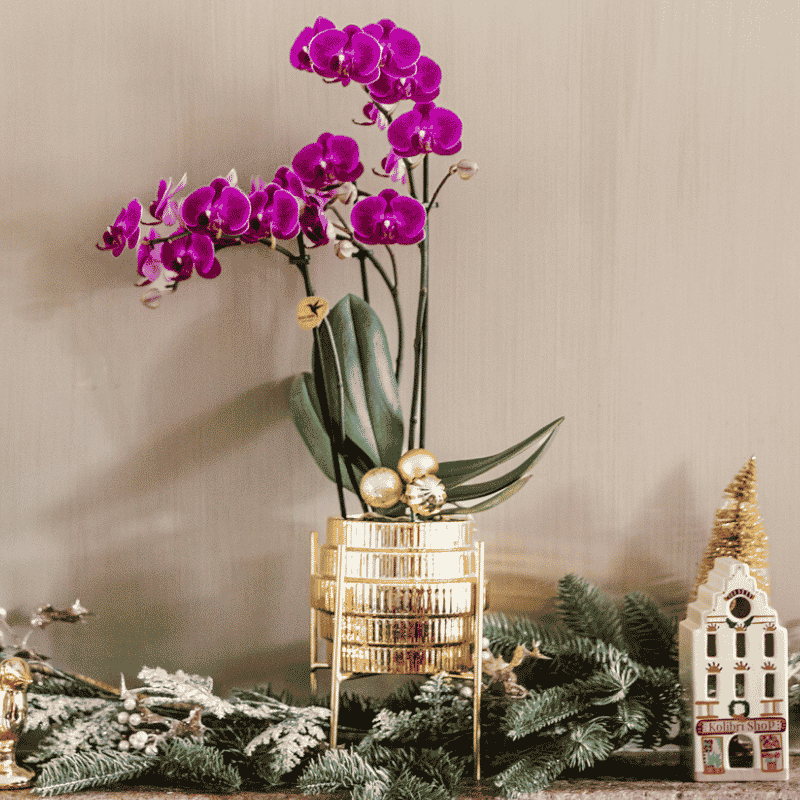 Kolibri Orchids | Paarse Chamonix orchidee + Allure sierpot goud – potmaat Ø9cm