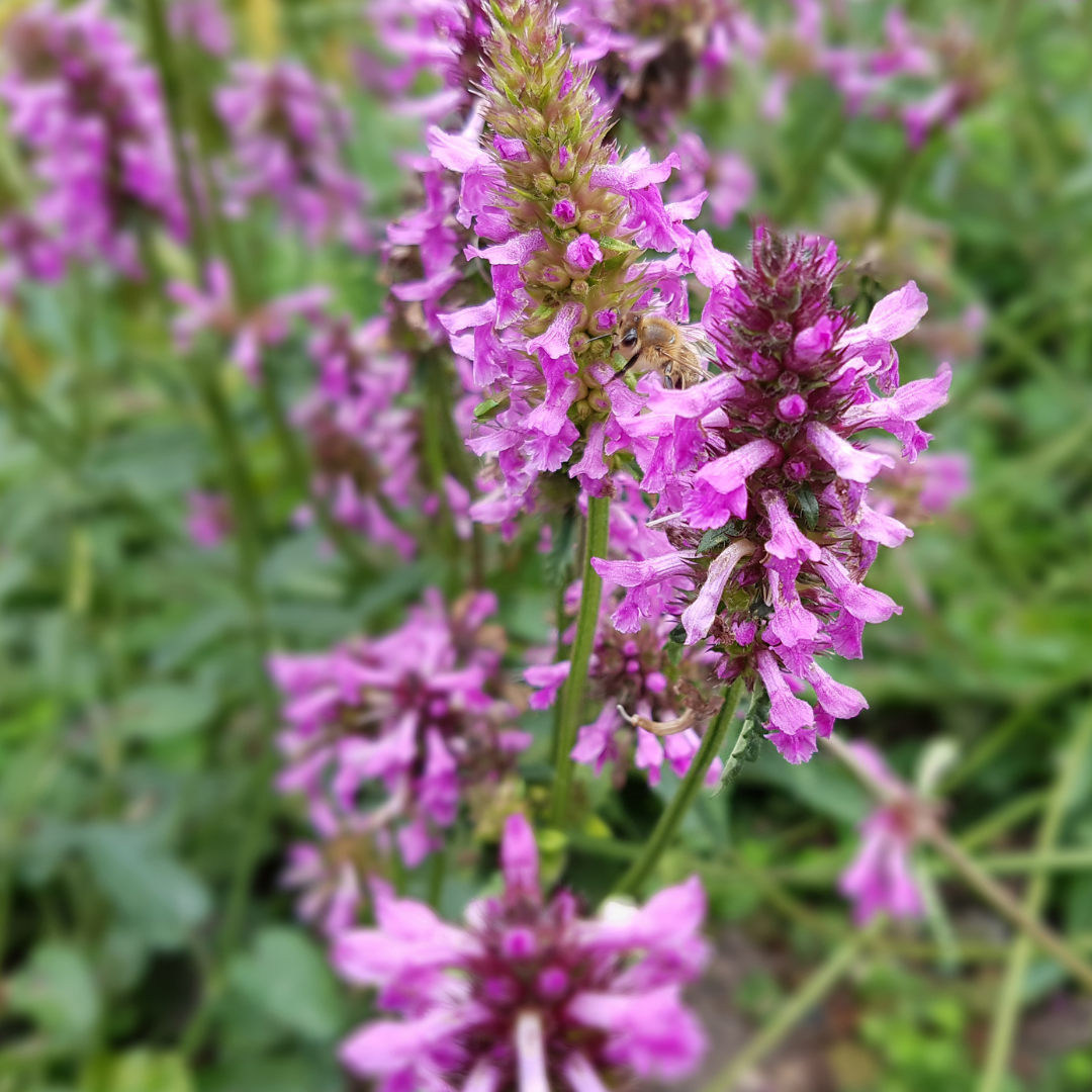 12x Stachys mon. 'Hummelo' - ↕10-25cm - Ø9cm