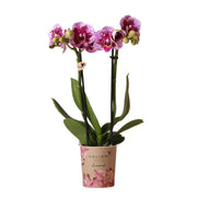 Kolibri Orchids | Roze paarse phalaenopsis orchidee potmaat Ø9cm | El Salvador | bloeiende kamerplant - vers van de kweker