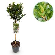Laurus nobilis - Terras Plant - Bladhoudend - Winterhard - Groen Blad - Pot 19cm Hoogte 90cm