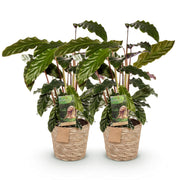 Calathea Rufibarba - met mand - Pot 17cm - Hoogte 55-60cm 2x