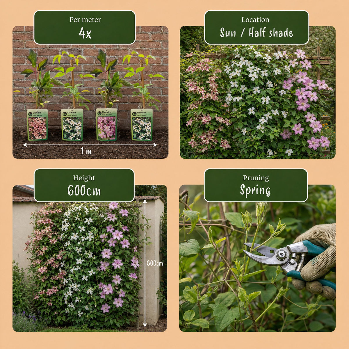 Clematis montana Tricolour - Bergclematis 3x - Wit - Roze - Licht Roze - Klimplant - Ø9cm - ↕35cm