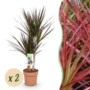 Dracaena Magenta - Drakenbloedboom - Weinig onderhoud - Groen - 2 Planten - Pot 17cm - Hoogte 70-80cm