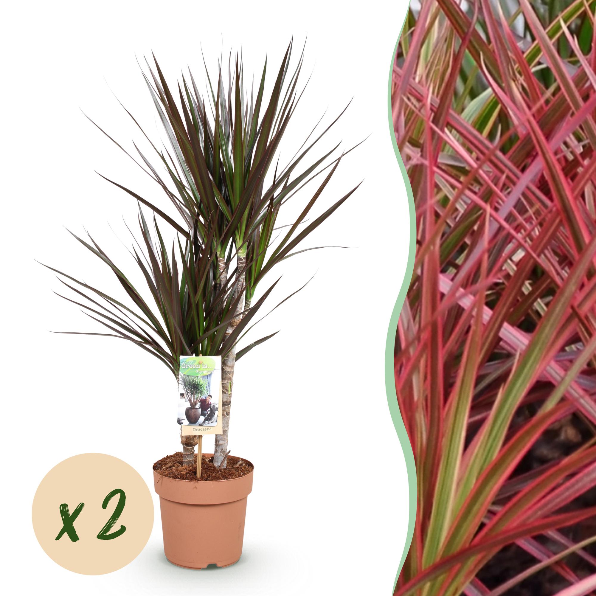 Dracaena Magenta - Drakenbloedboom - Weinig onderhoud - Groen - 2 Planten - Pot 17cm - Hoogte 70-80cm