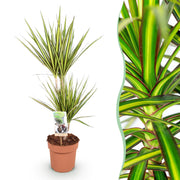 Dracaena Sunray - Drakenbloedboom - Weinig onderhoud - Groen - 1 Plant - Pot 17cm - Hoogte 70-75cm