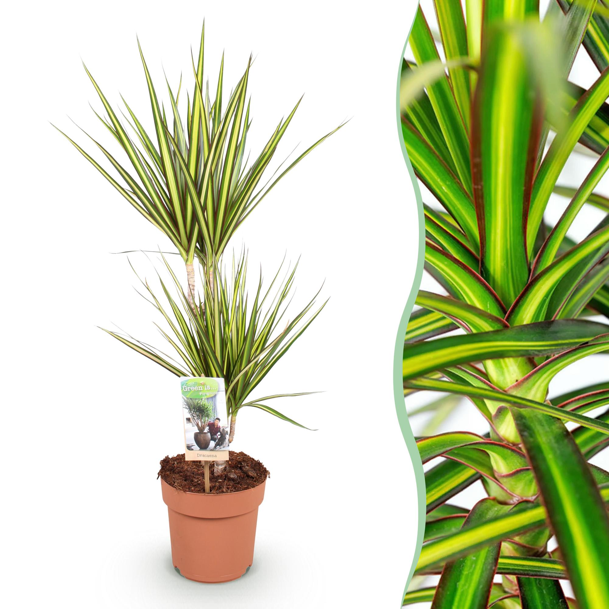Dracaena Sunray - Drakenbloedboom - Weinig onderhoud - Groen - 1 Plant - Pot 17cm - Hoogte 70-75cm