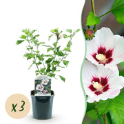 Hibiscus syriacus Hamabo - Tuin Hibiscus - Winterhard - Wit - Roze - 3 Planten - Pot 17cm - Hoogte 45cm