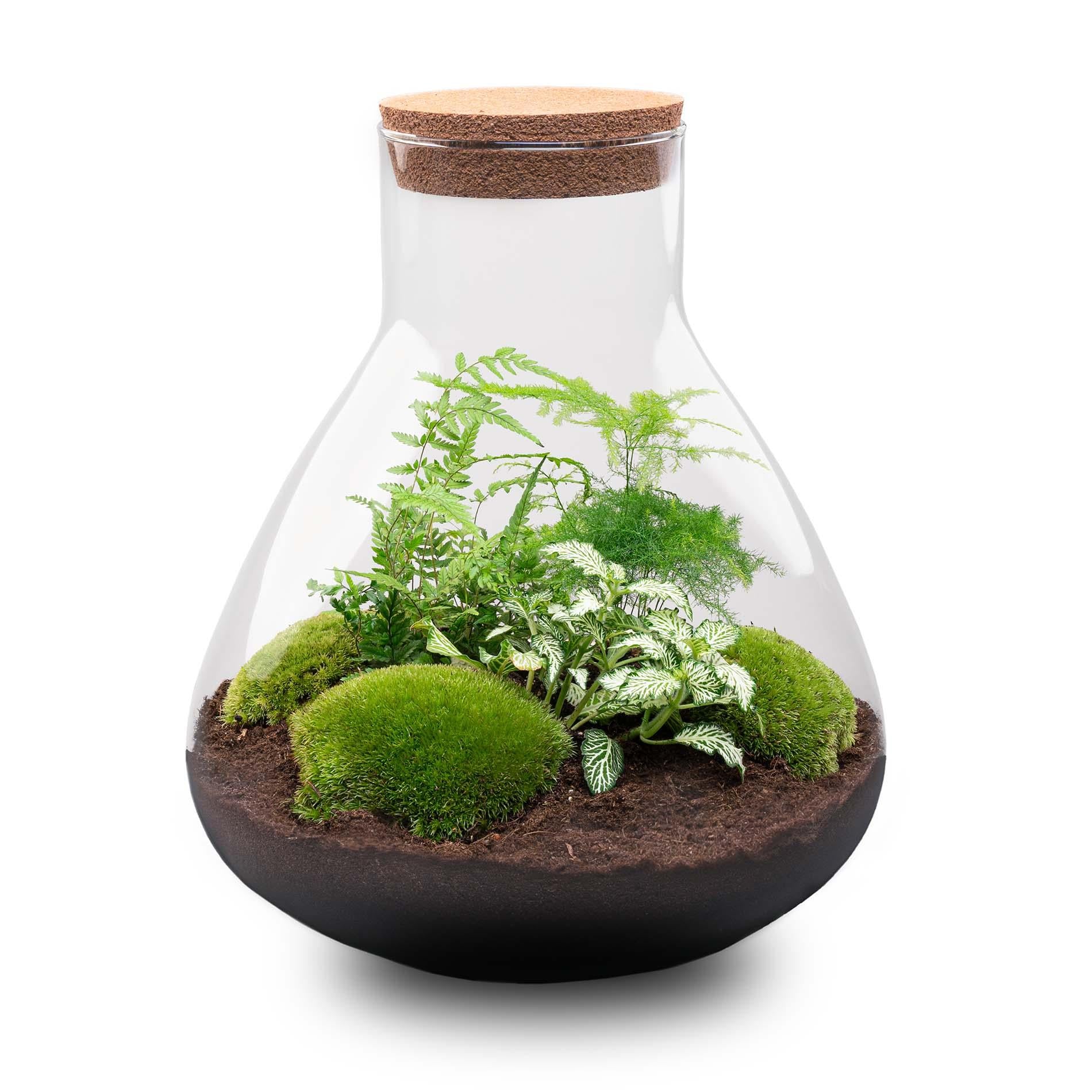 DIY terrarium - Sam XL - ↕ 35 cm - Rake + Shovel + Tweezer + Scissors