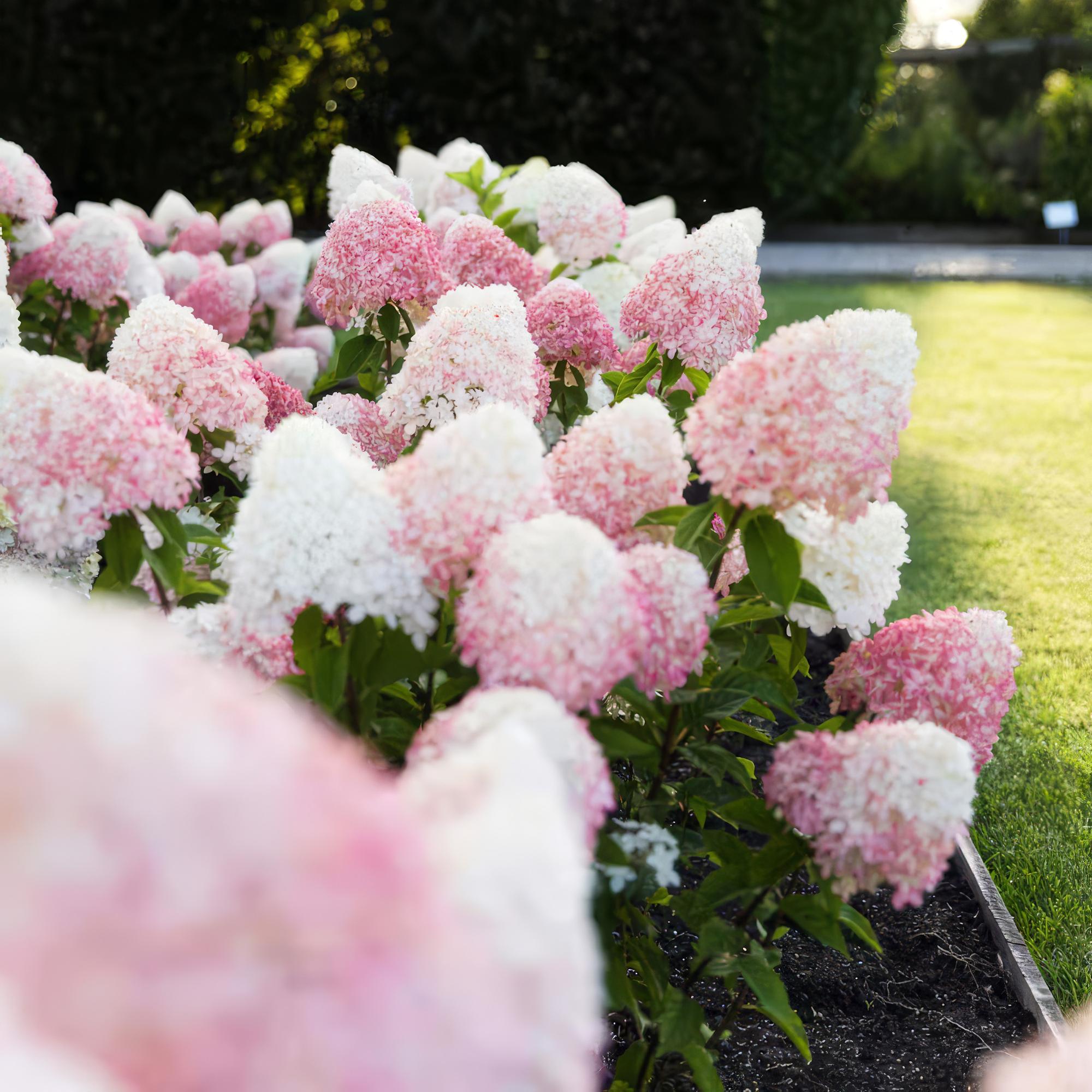 Hydrangea panniculata Living Pink & Rose - Pluimhortensia - Winterhard - Roze - 3 Planten - Pot 12cm - Hoogte Hoogte 20-30cm