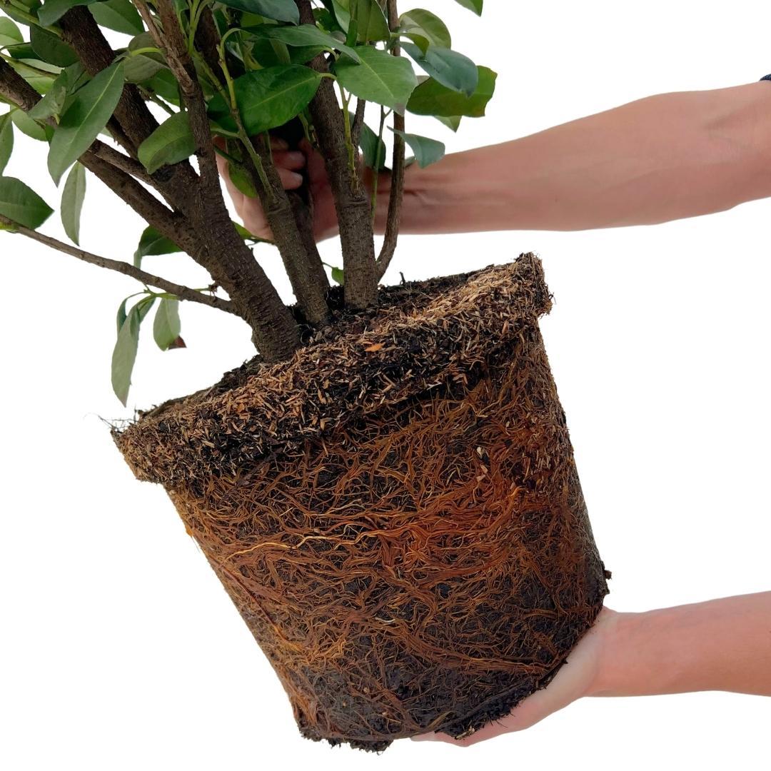 Obelisco de laurel grande para seto de 10 metros | - 15L - 20x | ↨ 125-150 cm