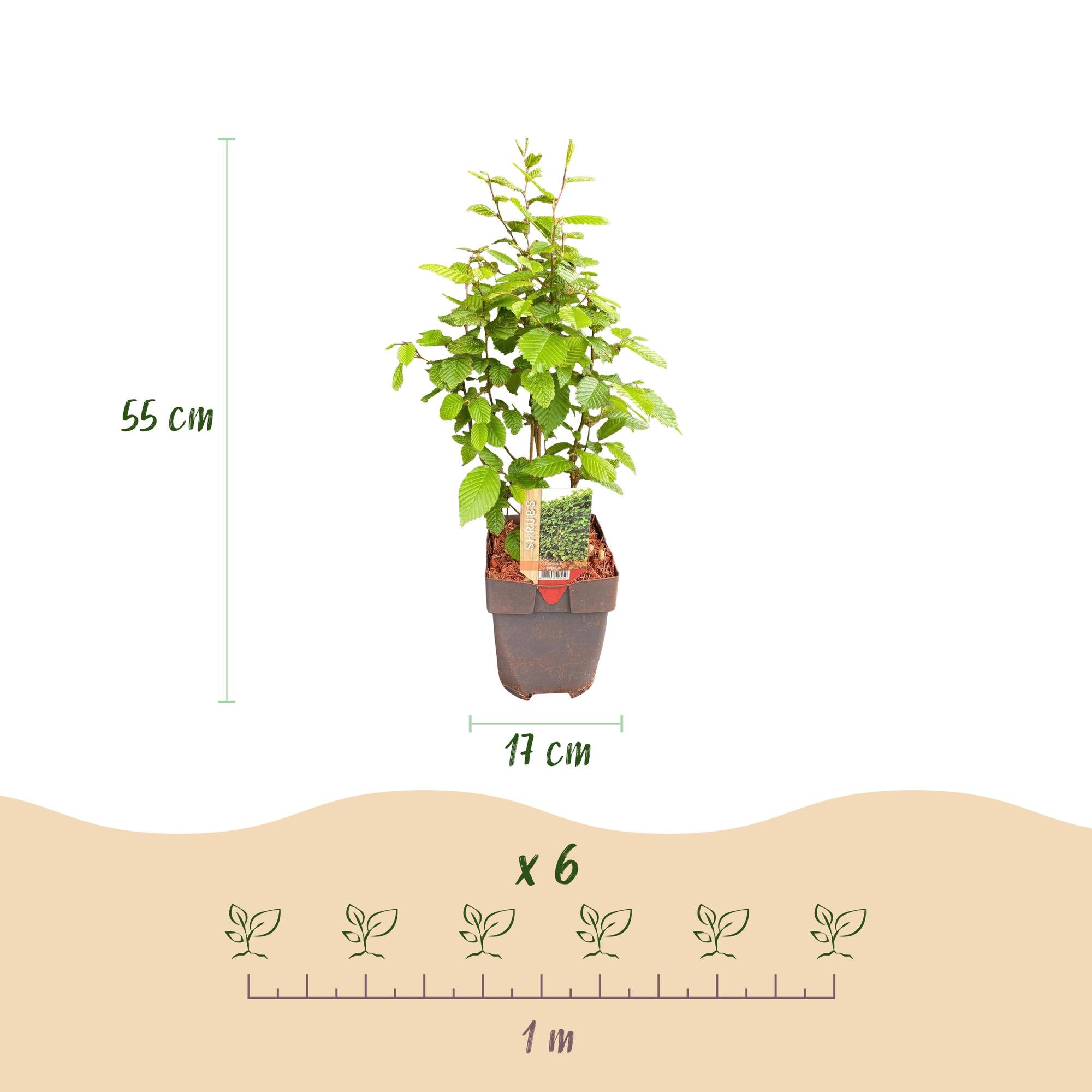Carpinus betulus -  blad groen - 6 planten - 1 strekkende meter - bladverliezend - pot 17cm hoogte 55cm