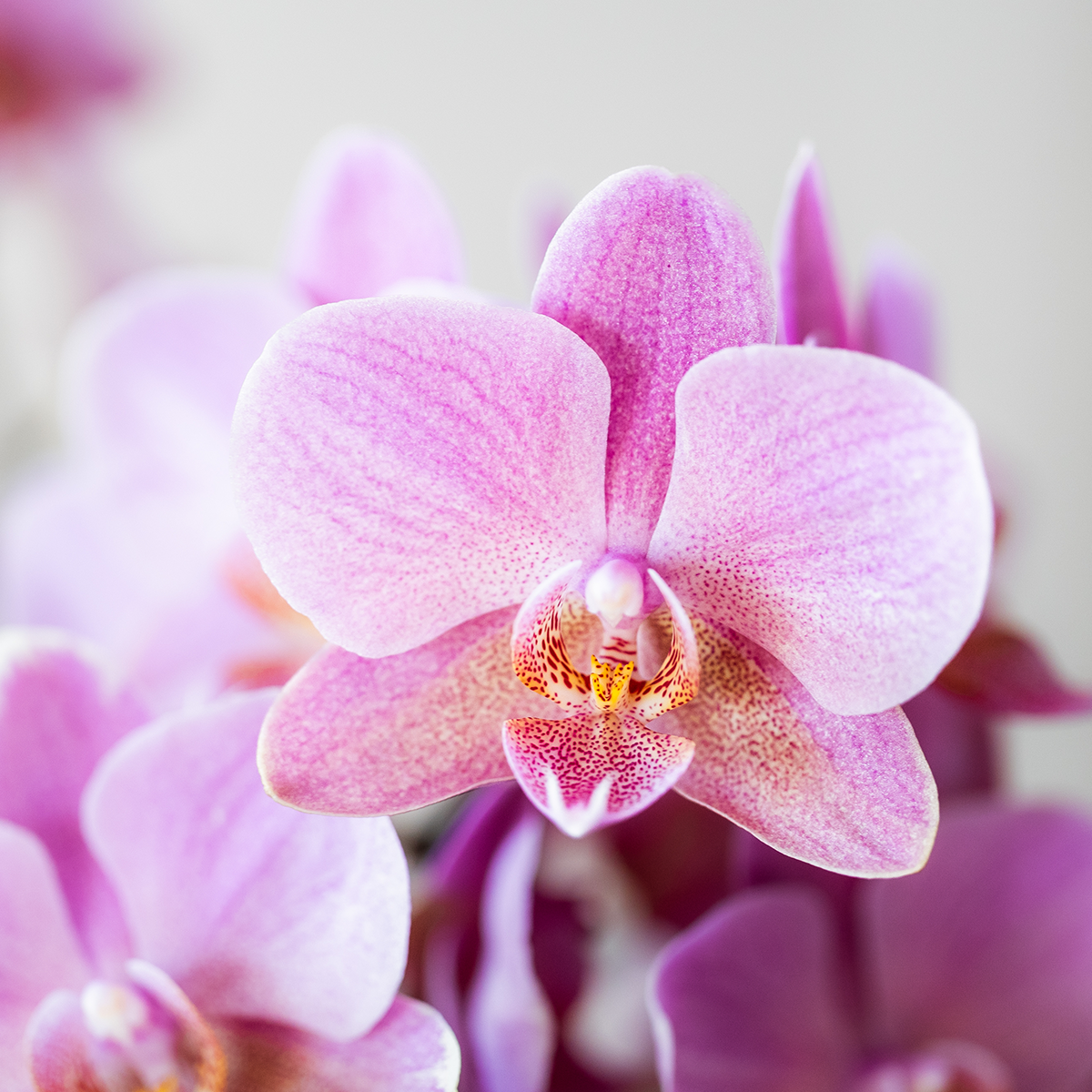 Kolibri Orchids | Oudroze Treviso orchidee + groene Diabolo sierpot | potmaat Ø9cm | bloeiende kamerplant – vers van de kweker | incl. watergeeflont