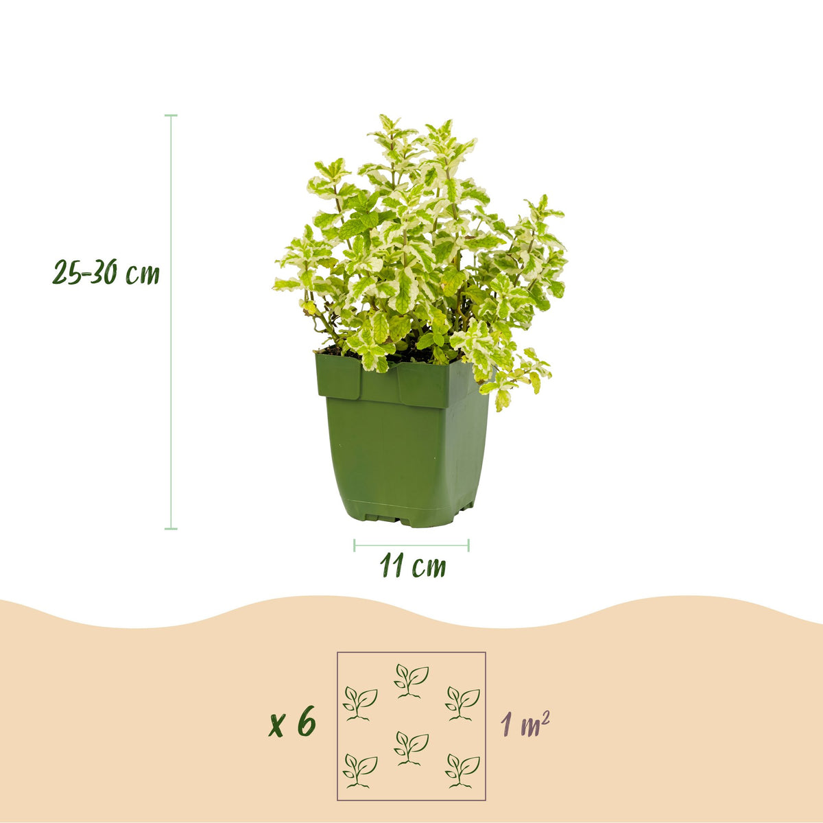 Borderpakket - Theekruiden - Diversen - Soorten en kleuren - 12 Planten - Pot 11cm - Hoogte 15-25cm