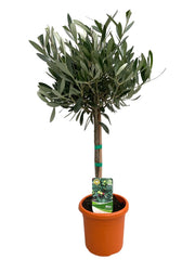 Olea Europaea "on Stem" - Ø15cm - ↕60cm