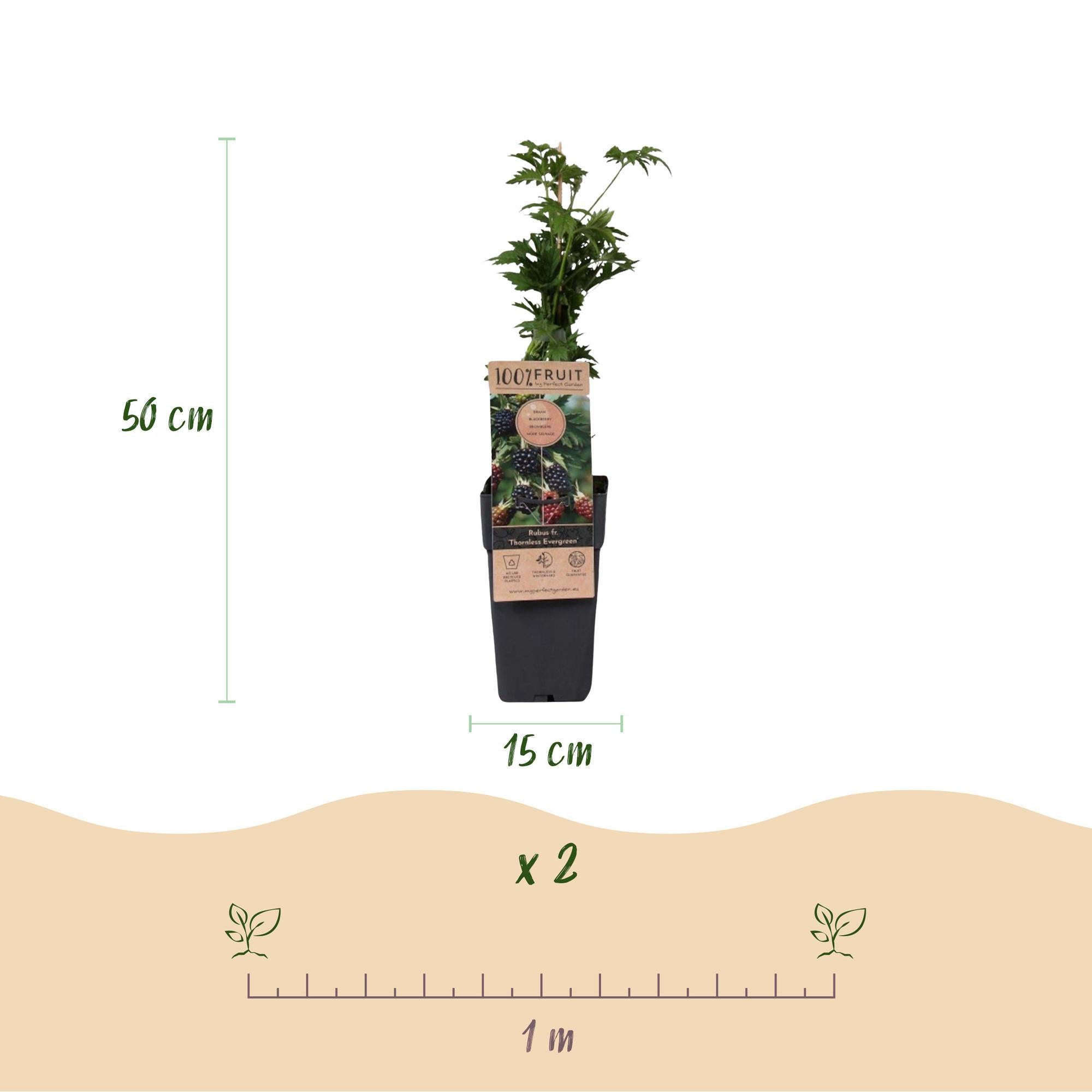 Rubus fruticosus Thornless Evergreen - Bramenplant - Doornloos - Zwarte Braam - 2 Planten - Pot 15cm - Hoogte 50cm