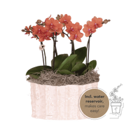 Kolibri Orchids | Orange Jungle Bouquet Mineral Bolzano in Oyster Dish