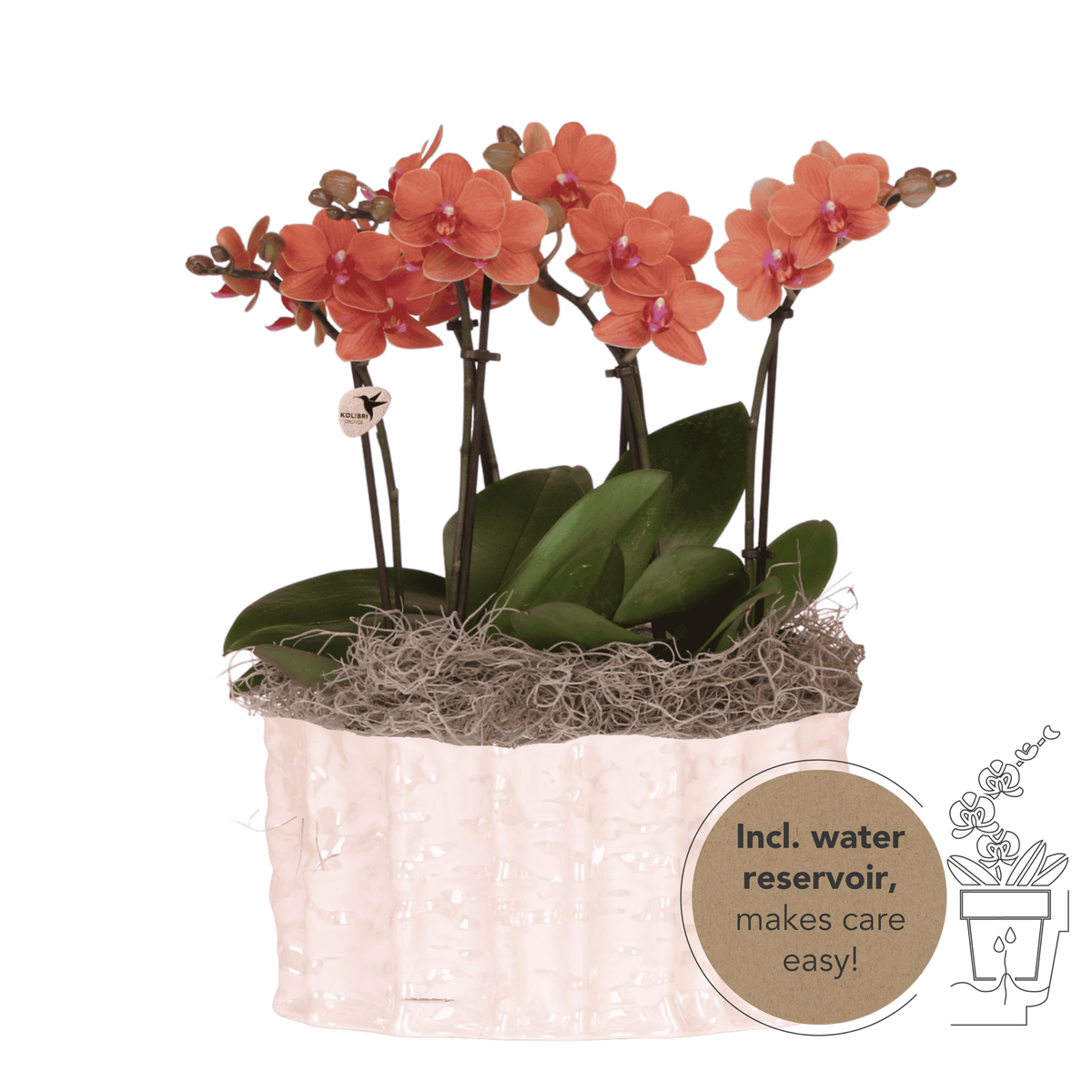 Kolibri Orchids | Orange Jungle Bouquet Mineral Bolzano in Oyster Dish