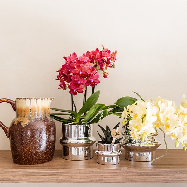 Kolibri Orchids | Gele Phalaenopsis orchidee - Botanic Geel- Ø9cm