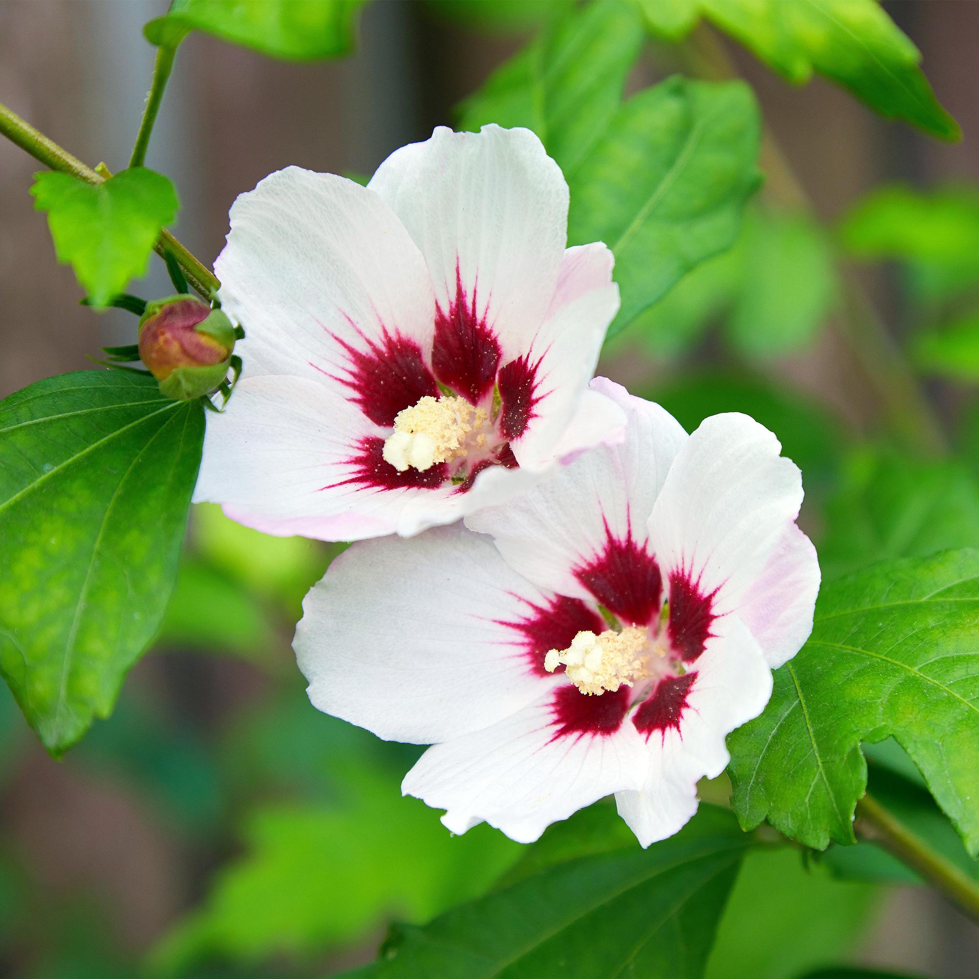 Green boutiQ – Sträucher – Hibiscus syriacus 'Hamabo' – Blüte: Hellrosa – 1 Pflanze – Laubabwerfend – Pflegeleicht – Topf: 17 cm, Höhe: 45 cm