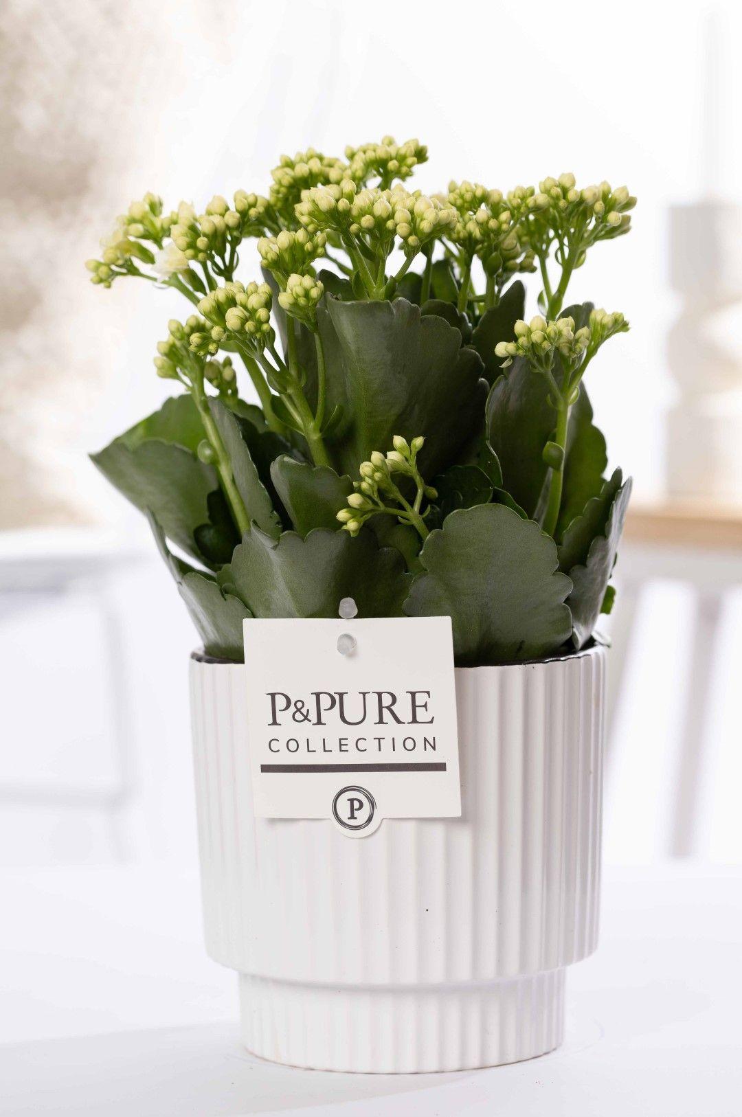 Kalanchoe bianco in ceramica P&PURE Ivy Green - Ø12cm - ↕27cm
