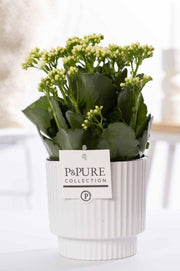 Kalanchoe bianco in ceramica P&PURE Ivy Green - Ø12cm - ↕27cm