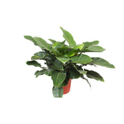 Philodendron vert impérial - Ø34cm - ↕90cm