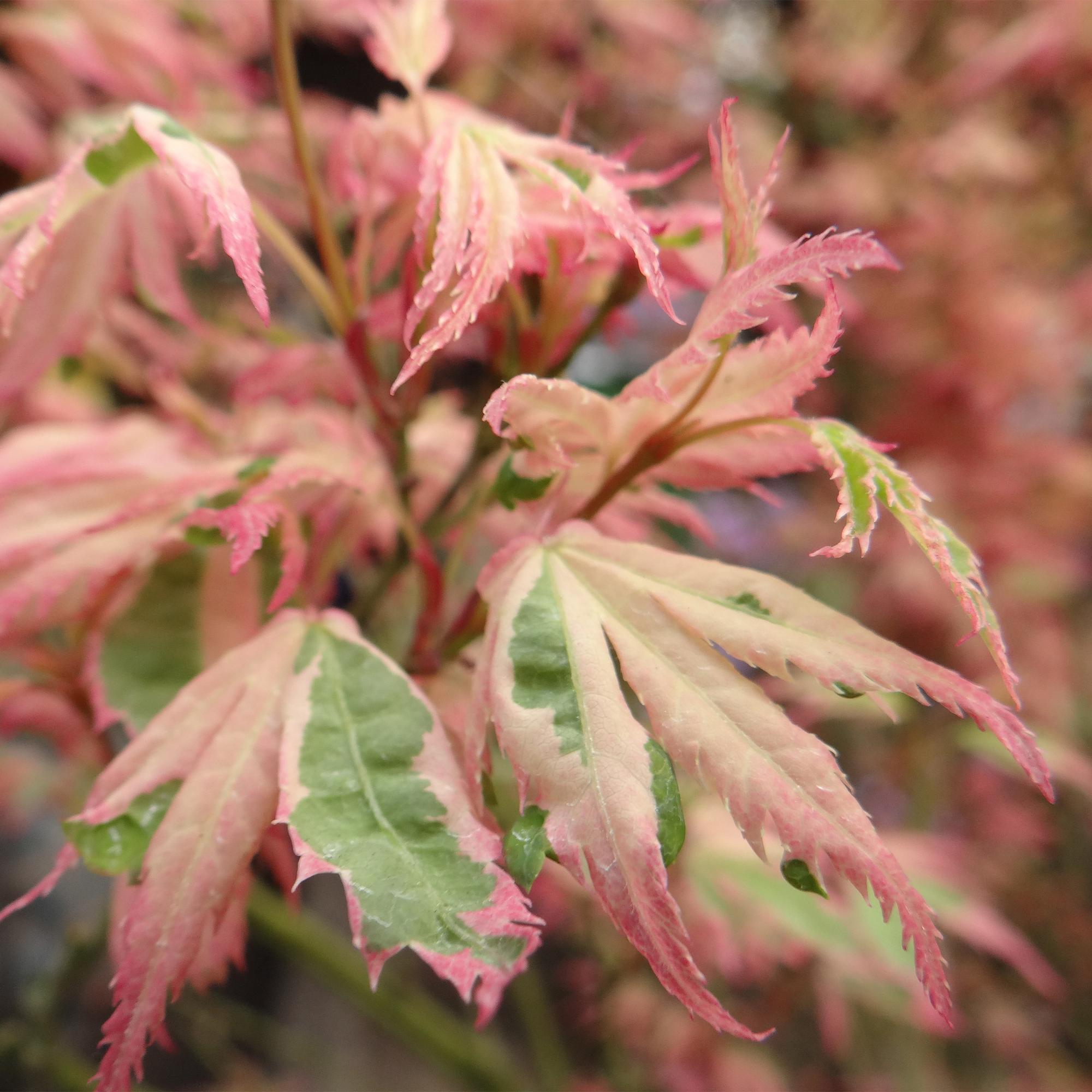Green boutiQ - Pianta da patio - Acero giapponese - Acer palmatum Iyoshi - Rosa - 1 pianta - Decidua - Vaso 19 cm Altezza 70 cm