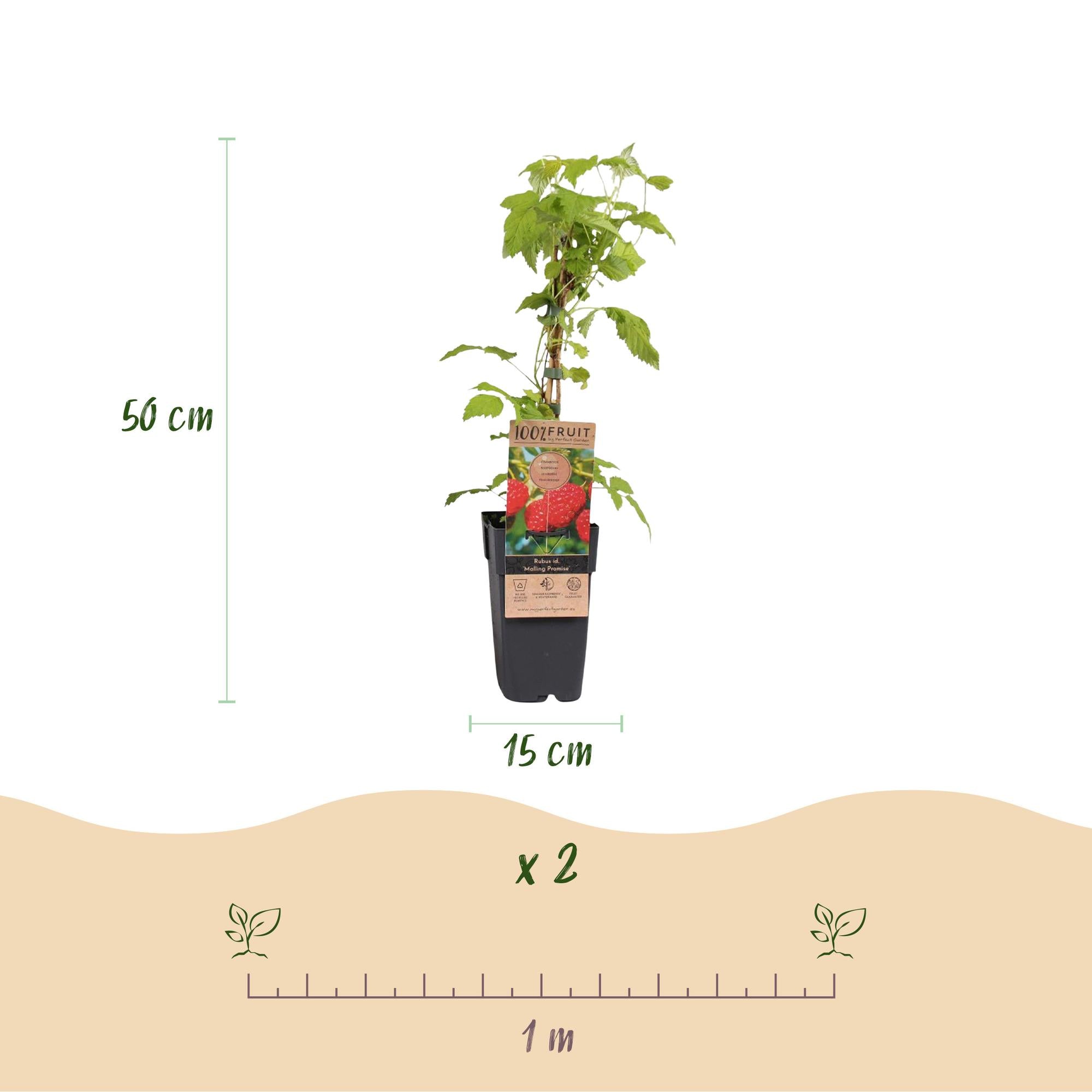 Rubus idaeus Malling Promise - Frambozenplant - Winterhard - Rode Framboos - 2 Planten - Pot 15cm - Hoogte 50cm
