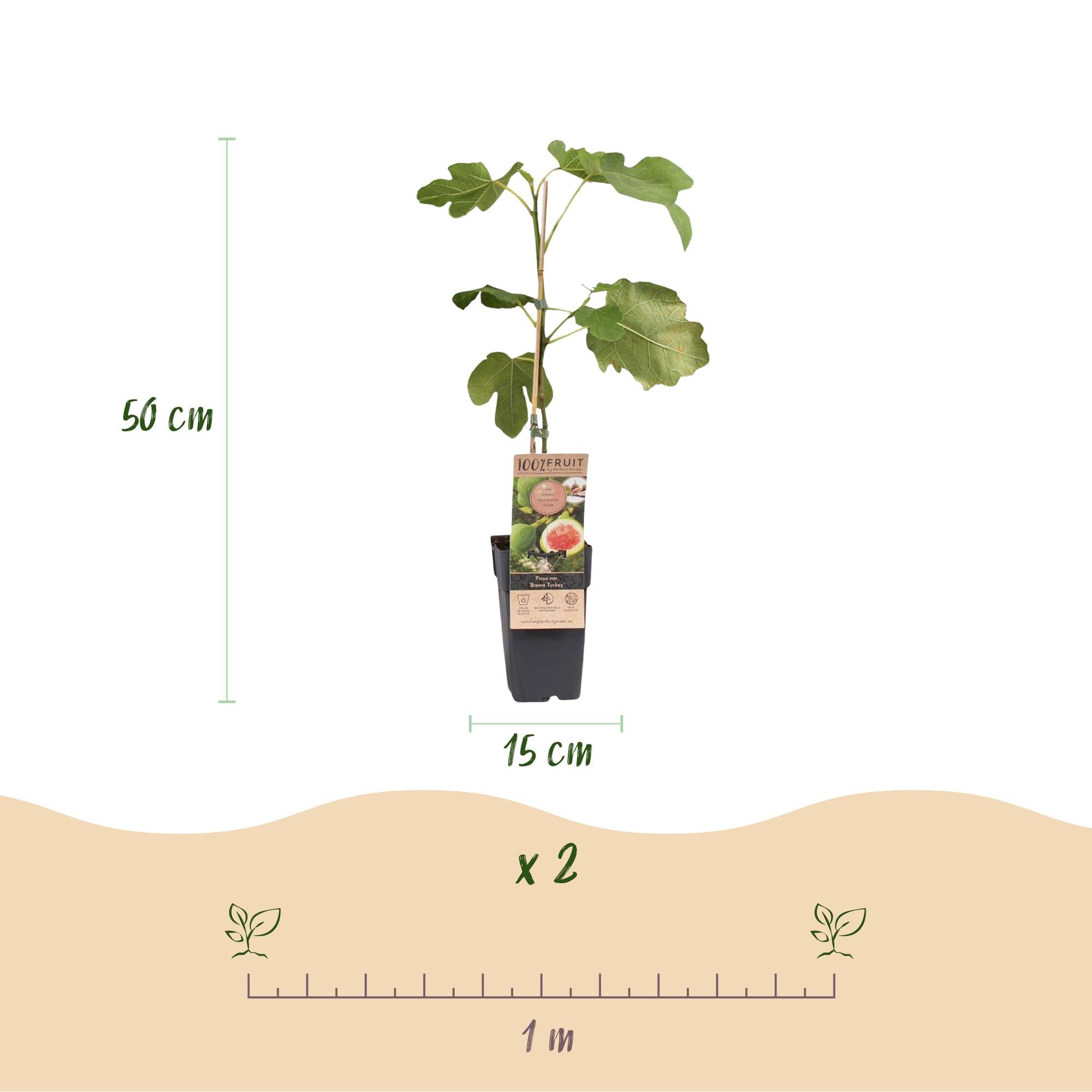 Ficus carica Brown Turkey - Vijgenboom - Winterhard - Groen - Paarse Vrucht - 2 Planten - Pot 15cm - Hoogte 50cm