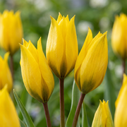 40x Tulipa Sylvestris - Bloembollen - Bosdravik - Geel - Verwilderingsbol - Bolmaat 5/6