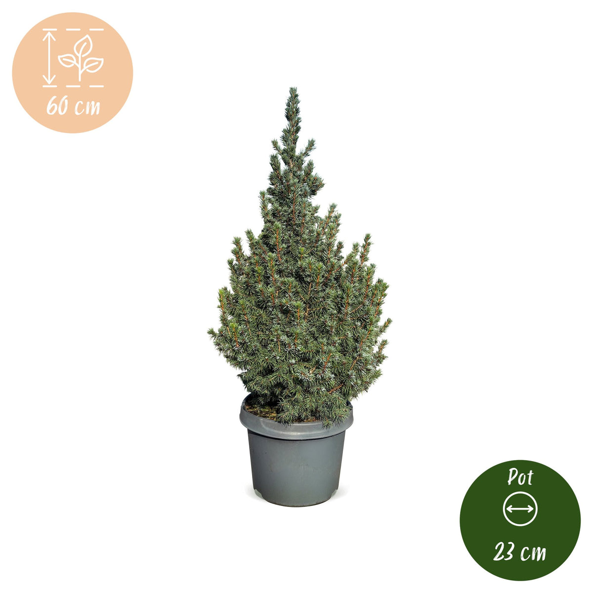 Picea glauca Sander's Blue - 2x Blauwe kegelspar - Blauw - Kerstboom - Ø23cm - ↕60cm