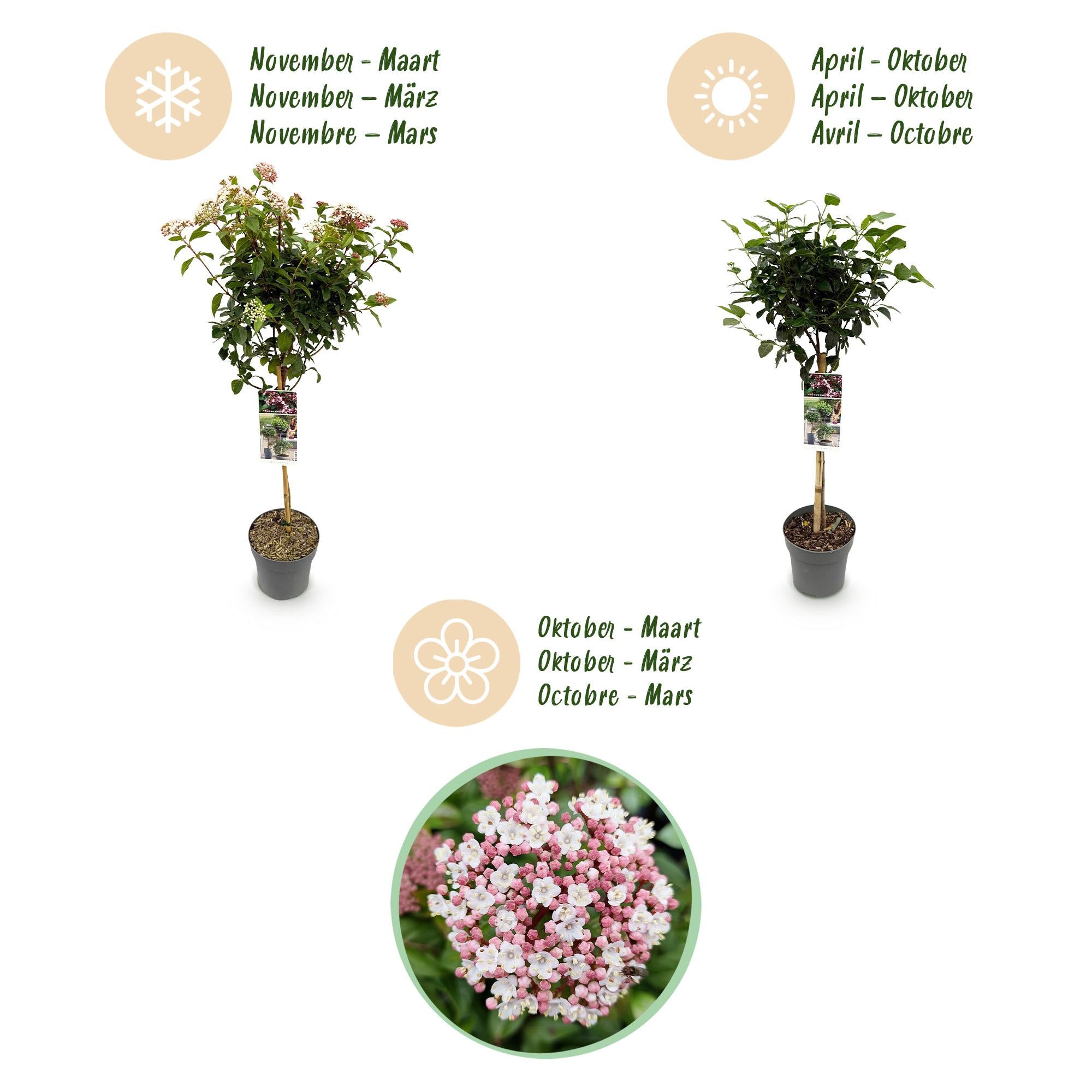 Green boutiQ - Pianta su stelo - Viburnum tinus Eve Price - Pianta da patio - Sempreverde - Resistente all'inverno - Fiore bianco-rosa - Vaso 19 cm Altezza 90 cm