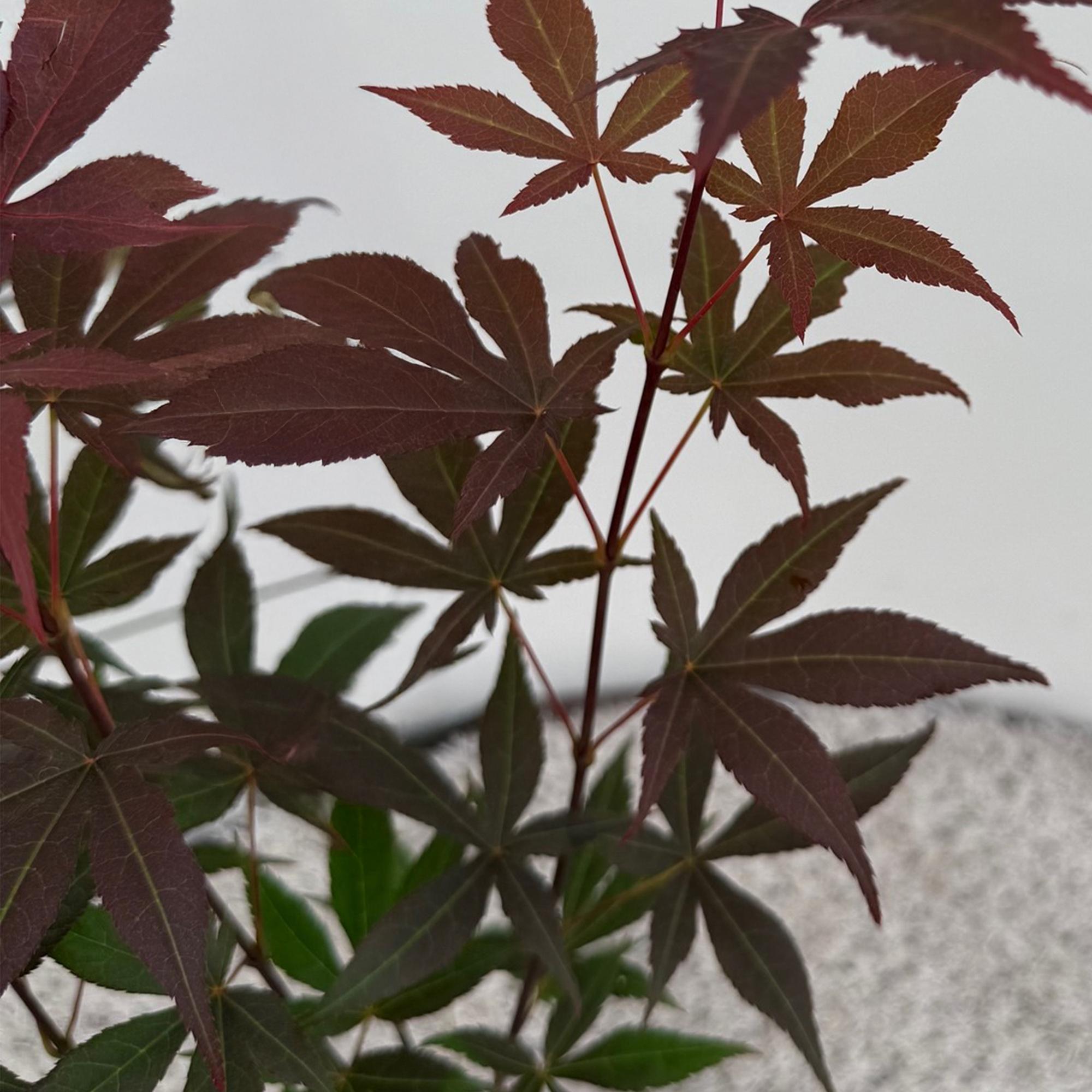 Acer palmatum Atropurpureum - Paars - 1 Plant - Blad verliezend - Weinig Onderhoud - Pot 12cm Hoogte 35cm