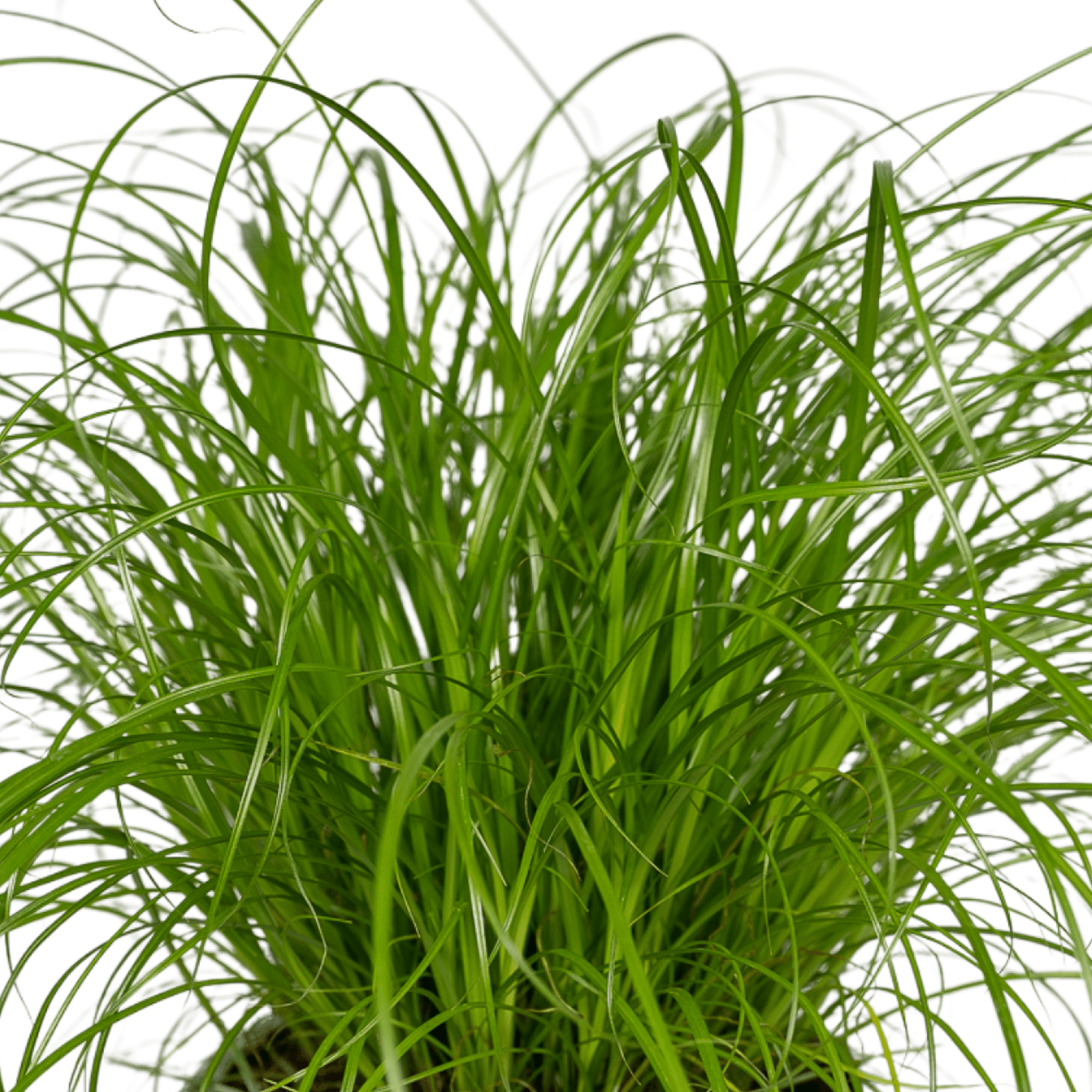 Cyperus Alternifolius (Katzengras) - 4 Stück - Ø12cm - ↕20cm