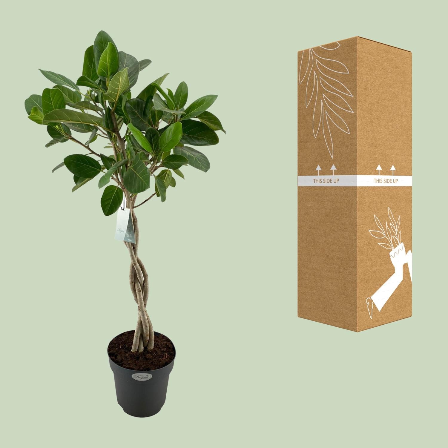 Ficus benghalensis 'Audrey' - Ø 27 cm - ↕ 110 cm