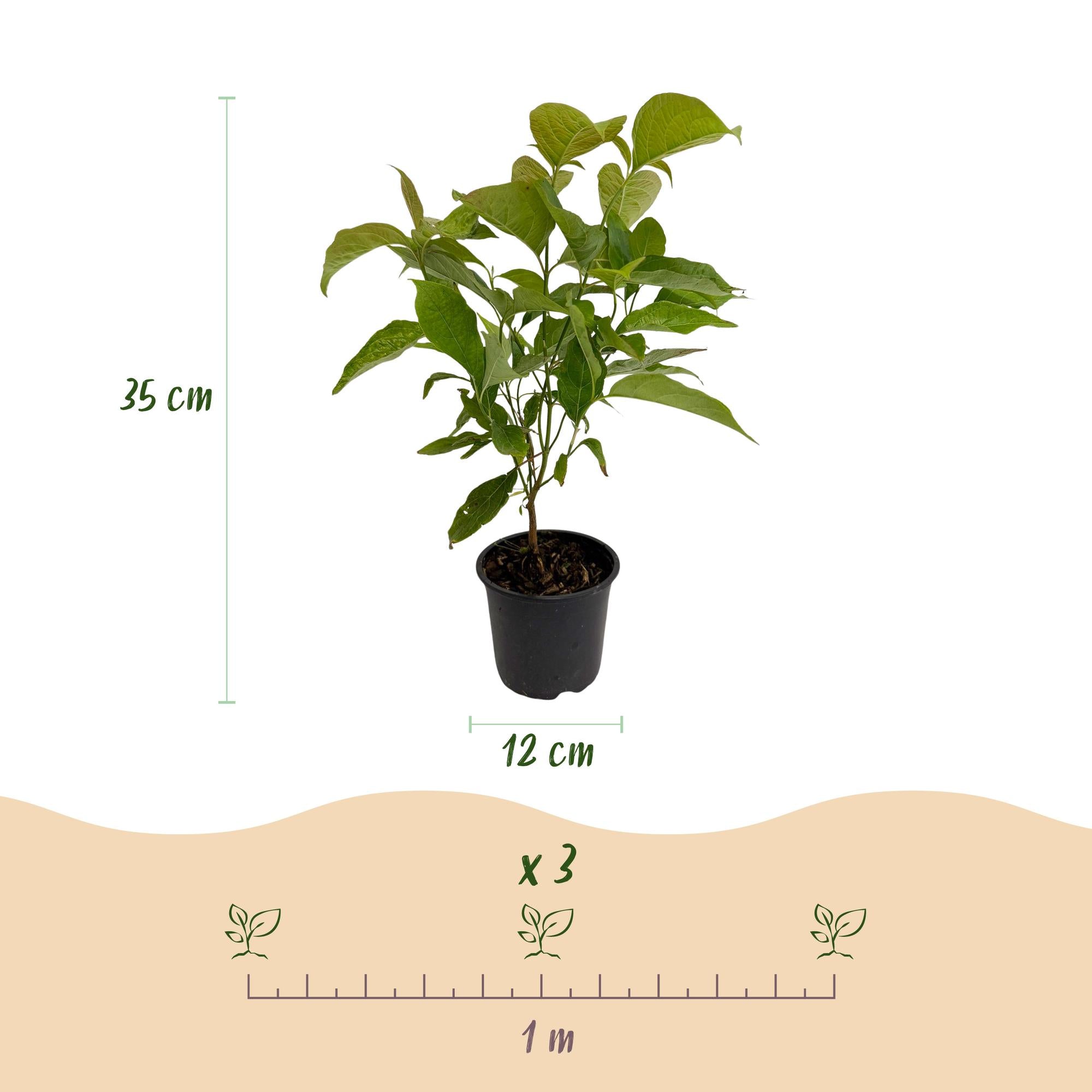 Cornus mas - Bloem Geel - 3 Planten - Bladverliezend - Weinig Onderhoud - Pot 12cm Hoogte 35cm