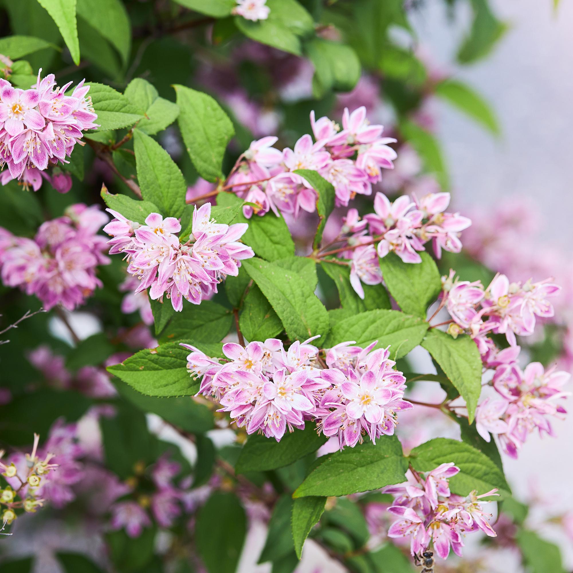 Deutzia hybrida Strawbery Fields - Bloem Roze - 1 Plant - Bladverliezend - Weinig Onderhoud - Pot 17cm Hoogte 45cm