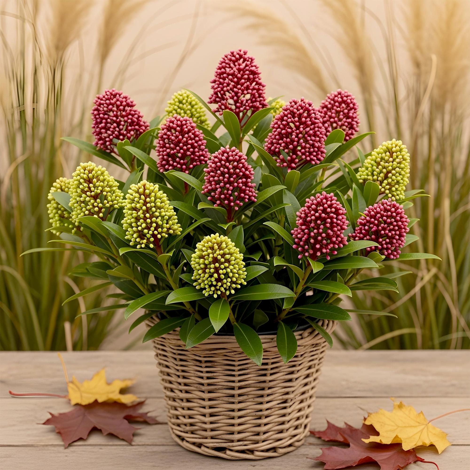 Skimmia japonica Festival - Bloem Wit & Rood - 15+ Bloemen - 1 Plant - Winterhard - Pot 15cm Hoogte 30cm