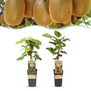 Actinidia Weiki & Hayward - Kiwiplant - 1 Mannelijke - 1 Vrouwelijke - Planten - Groen - Pot 15cm - Hoogte 50cm